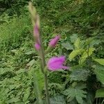 Cephalanthera rubra Fleur