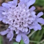Scabiosa canescens Blüte