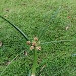 Cyperus luzulae Leaf