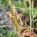 Crotalaria brevidens Gyümölcs