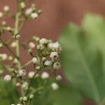 Khaya anthotheca Floro