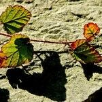 Rubus tricolor Leaf