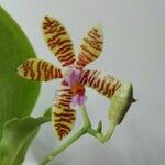 Phalaenopsis fasciata Flower