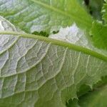 Lactuca virosa Leaf