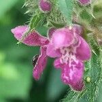 Stachys sylvatica Blomst