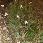 Iris albicans عادت داشتن