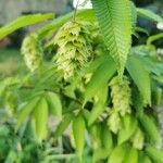 Carpinus japonica Fruit