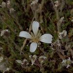 Cherleria obtusiloba Flower