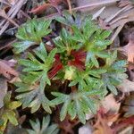 Saxifraga fragilis পাতা