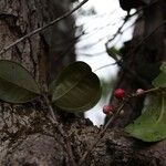 Syzygium pancheri Fruit