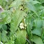 Lamium albumLehti