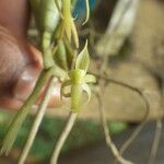 Angraecum moandense Flor