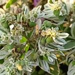 Euphorbia marginata Fruto