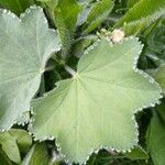 Alchemilla mollis Liść