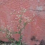Cyanthillium cinereum Květ