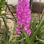 Vanda coerulescens Flor