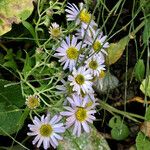 Aster amellus অভ্যাস