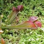 Sarracenia psittacina Yeri