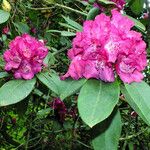 Rhododendron catawbiense Flower