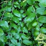 Ligustrum sinense Folha