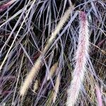 Pennisetum pedicellatum Leaf