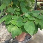 Sparrmannia africana ഇല