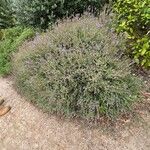 Salvia muirii Habit