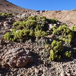 Xenophyllum pseudodigitatum Hábito