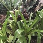 Aechmea blanchetiana Leaf