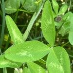 Trifolium medium ഇല