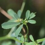 Medicago falcata ᱥᱟᱠᱟᱢ