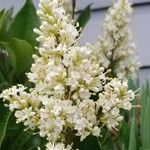 Ligustrum ovalifolium花