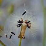 Pilosella piloselloides Плід