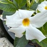 Mandevilla boliviensis Blomst