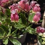 Kalanchoe miniata Blüte