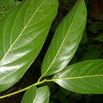 Nectandra hihua Feuille