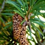 Picea abies Floare