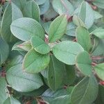 Cotoneaster meiophyllus Hoja