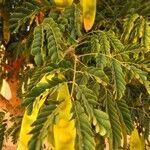 Albizia lebbeck Frutto