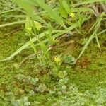 Ranunculus ophioglossifolius Libunga
