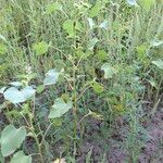 Xanthium strumarium Habit