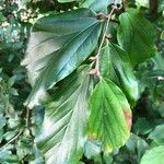 Parrotia subaequalis Hoja