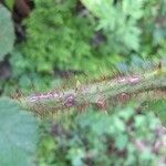 Rubus ellipticus Bark