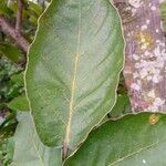 Lannea discolor Leaf