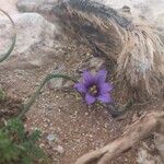 Romulea ramiflora Floare