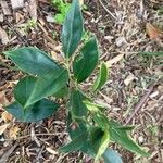 Sarcococca orientalis Leaf