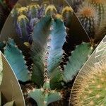 Euphorbia resinifera Leaf