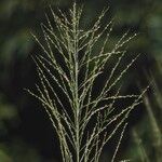 Panicum maximum Flor
