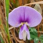 Vigna frutescens Blüte