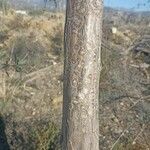 Nicotiana glauca Bark